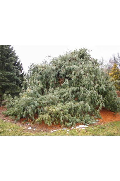 Сосна веймутова `Pendula` 